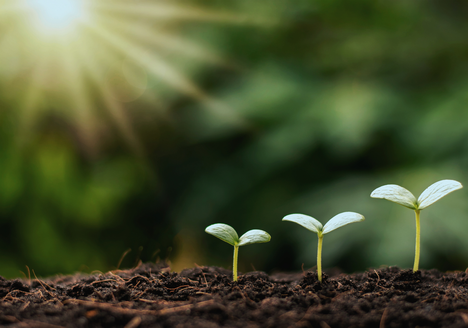 Environmental Sustainability